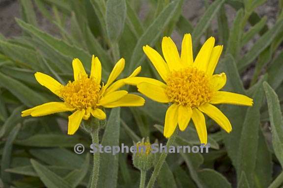 arnica longifolia 2 graphic